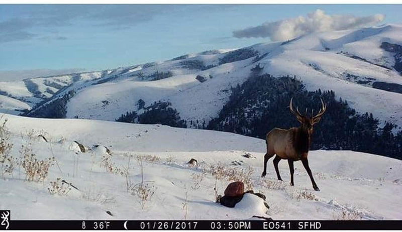 Browning Trail Cameras Strike Force Pro XD Trail Camera - Middletown Outdoors